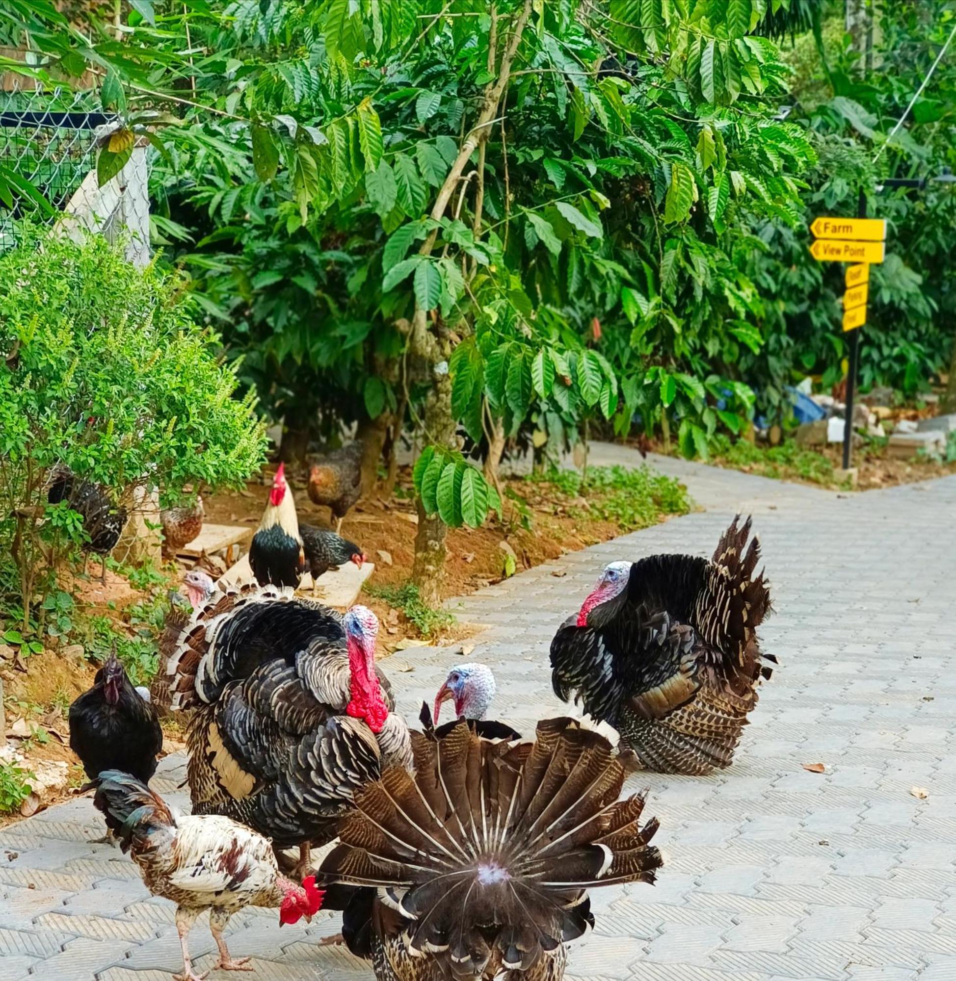 Sylvan Resort Wayanad Εξωτερικό φωτογραφία