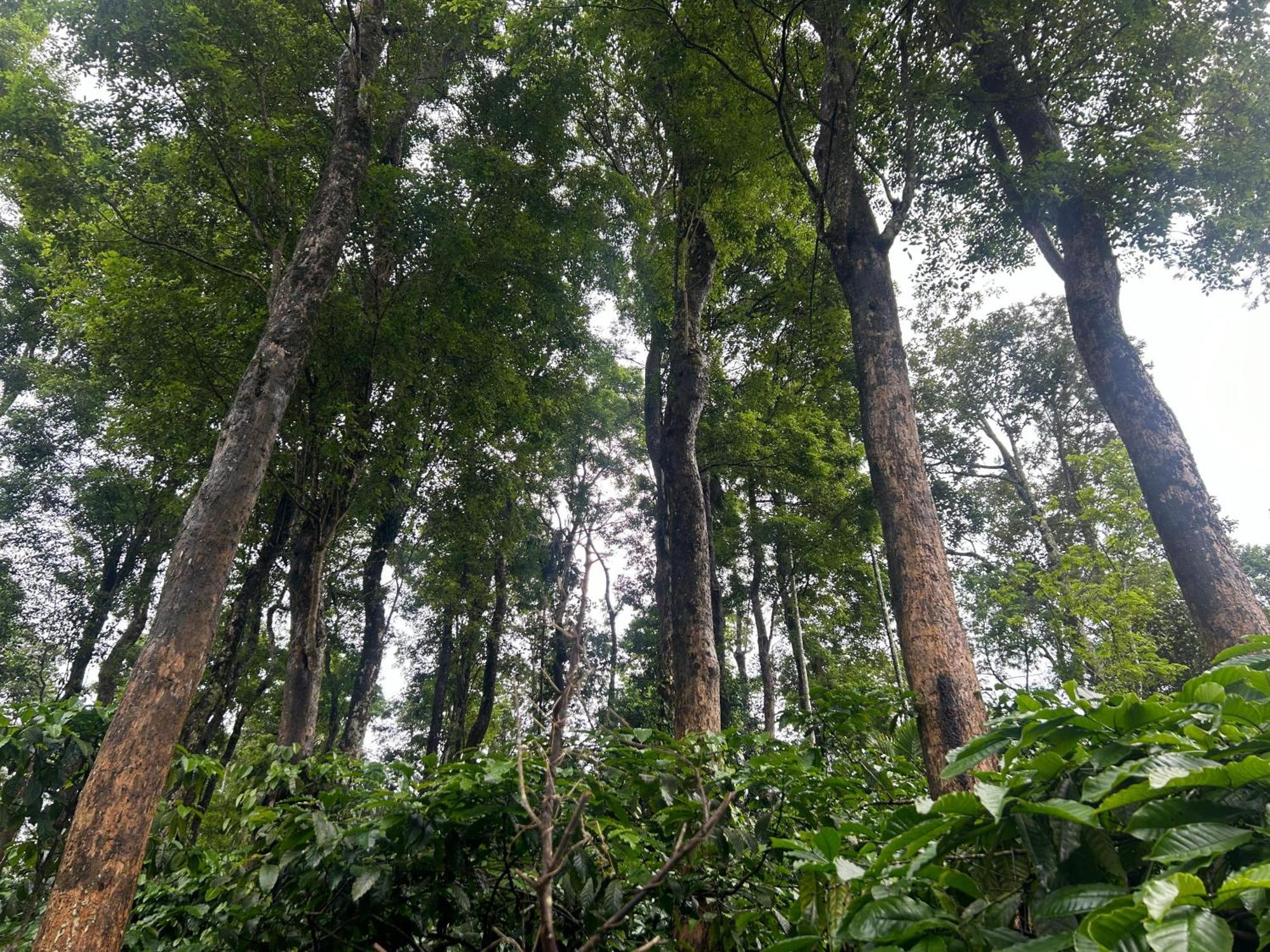 Sylvan Resort Wayanad Εξωτερικό φωτογραφία