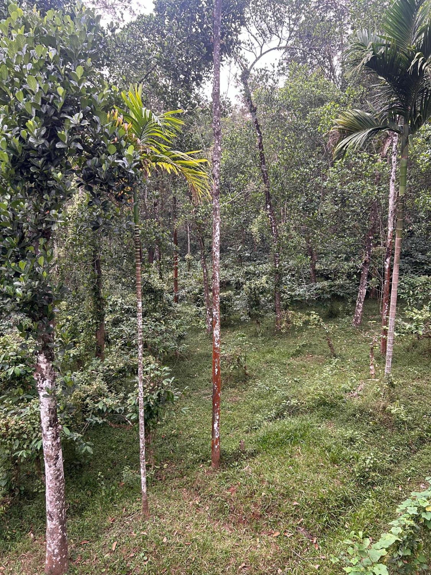 Sylvan Resort Wayanad Εξωτερικό φωτογραφία